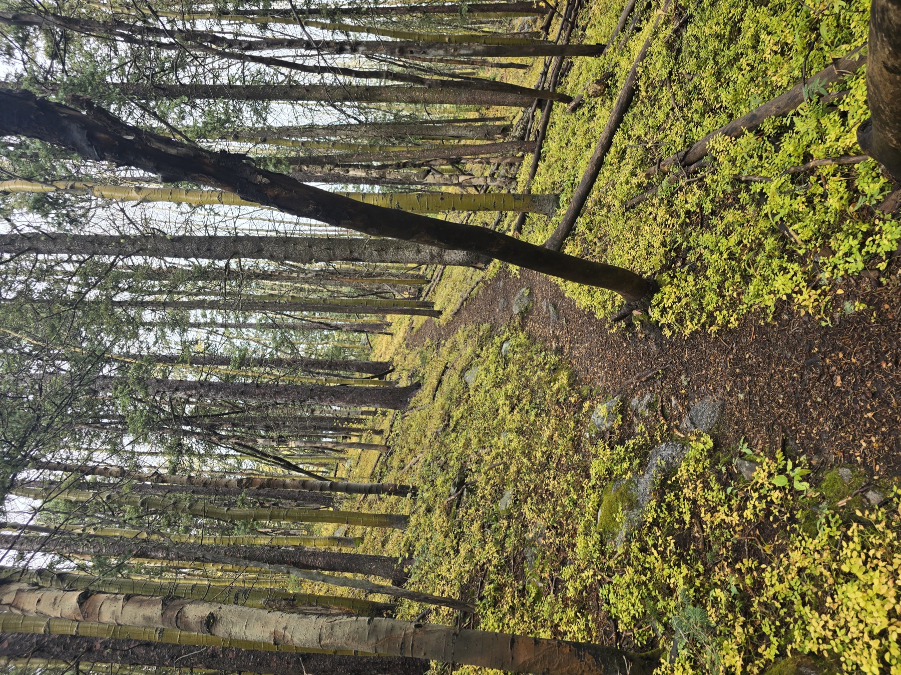 A winding dirt path leads through a dense aspen grove with white-barked trunks and bright yellow-green undergrowth.