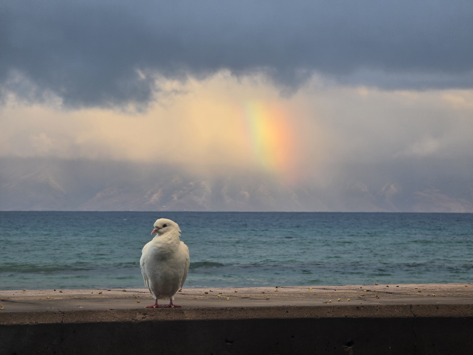 A white dove stands on a weathered concrete ledge before a calm ocean, distant mountains, and a vivid rainbow in stormy clouds.