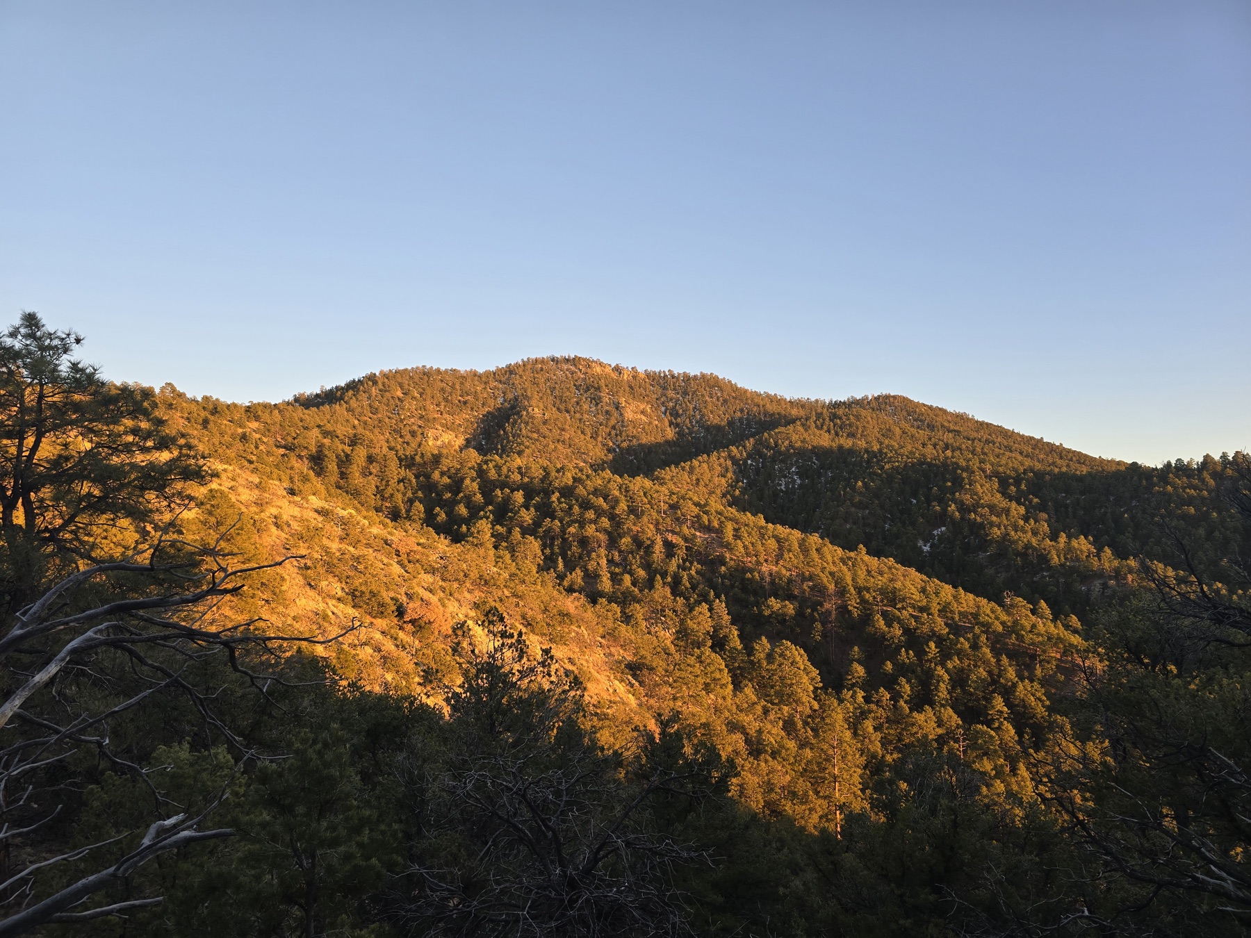 Rolling pine-covered mountains bathed in warm golden sunlight stretch under a clear blue sky with bare branches in the foreground.