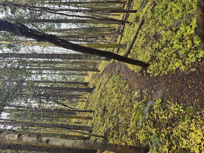 A winding dirt path leads through a dense aspen grove with white-barked trunks and bright yellow-green undergrowth.