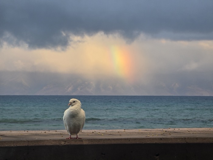 A white dove stands on a weathered concrete ledge before a calm ocean, distant mountains, and a vivid rainbow in stormy clouds.