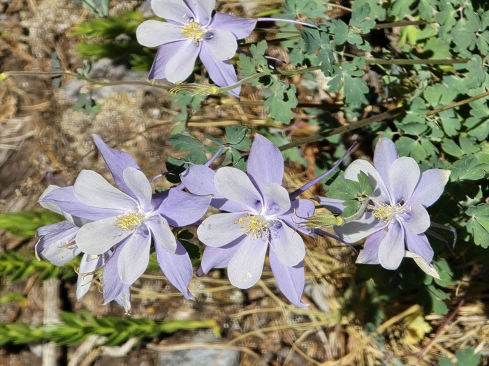 Light purple and white columbine flowers with yellow centers bloom among green foliage on rocky ground in bright sunlight.
